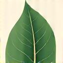 Feuille verte stylisée symbolisant l'écologie et la durabilité.